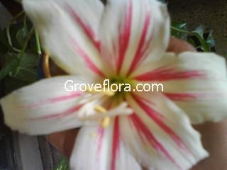 Amaryllis Lily flower bulbs Groveflora India