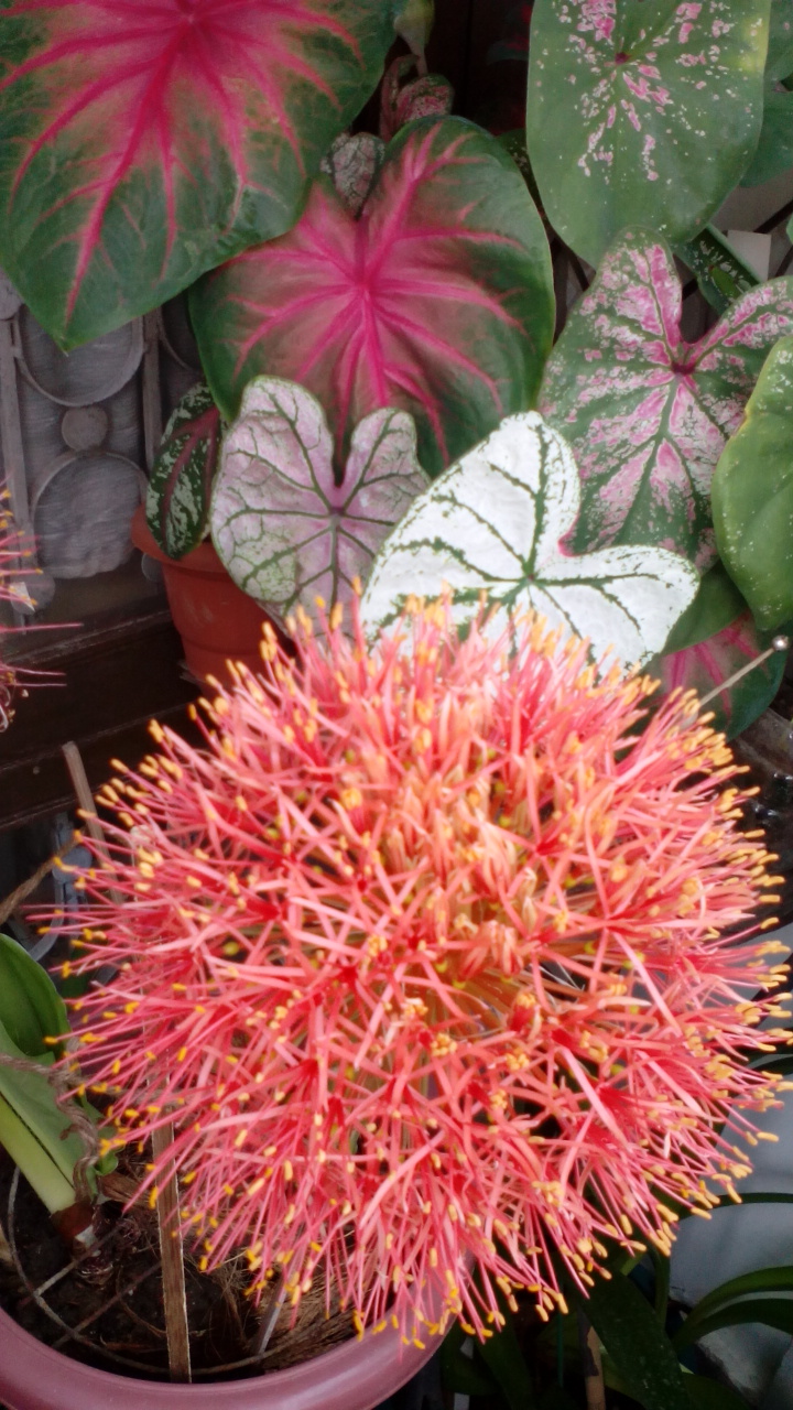 flower bulbs Online India, buy seeds online India, terrace gardening