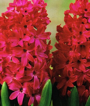 Hyacinth flower bulbs India