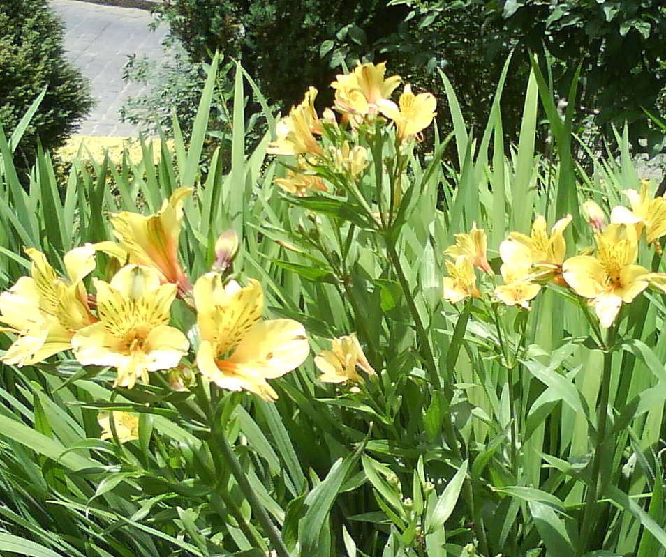 day Lily bulbs India