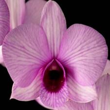 Dendobrium Orchid India