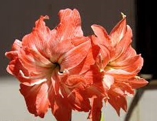Amaryllis bulbs Groveflora India