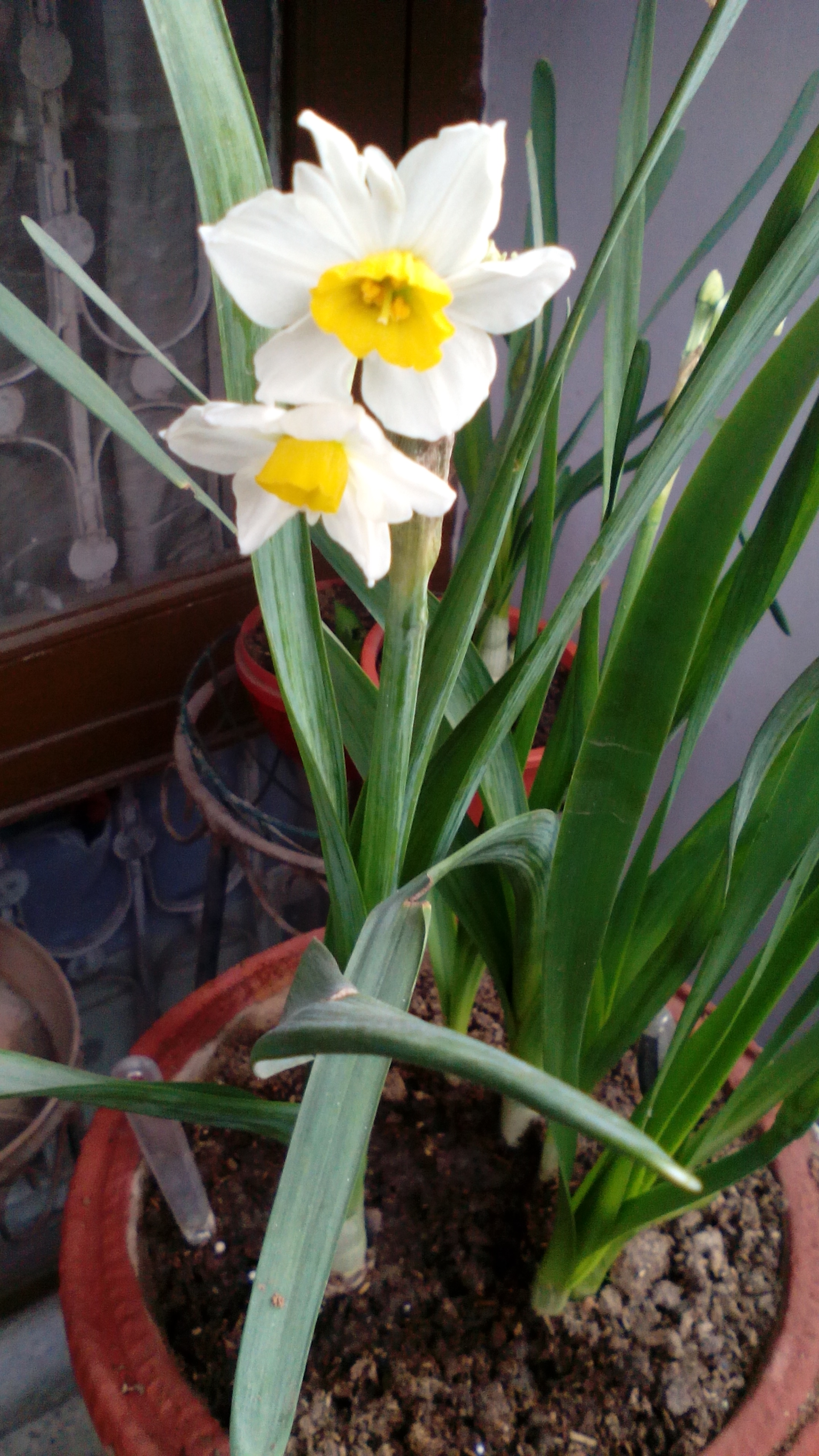 Fragrant Narcissus (Nargis) flower bulbs Groveflora India