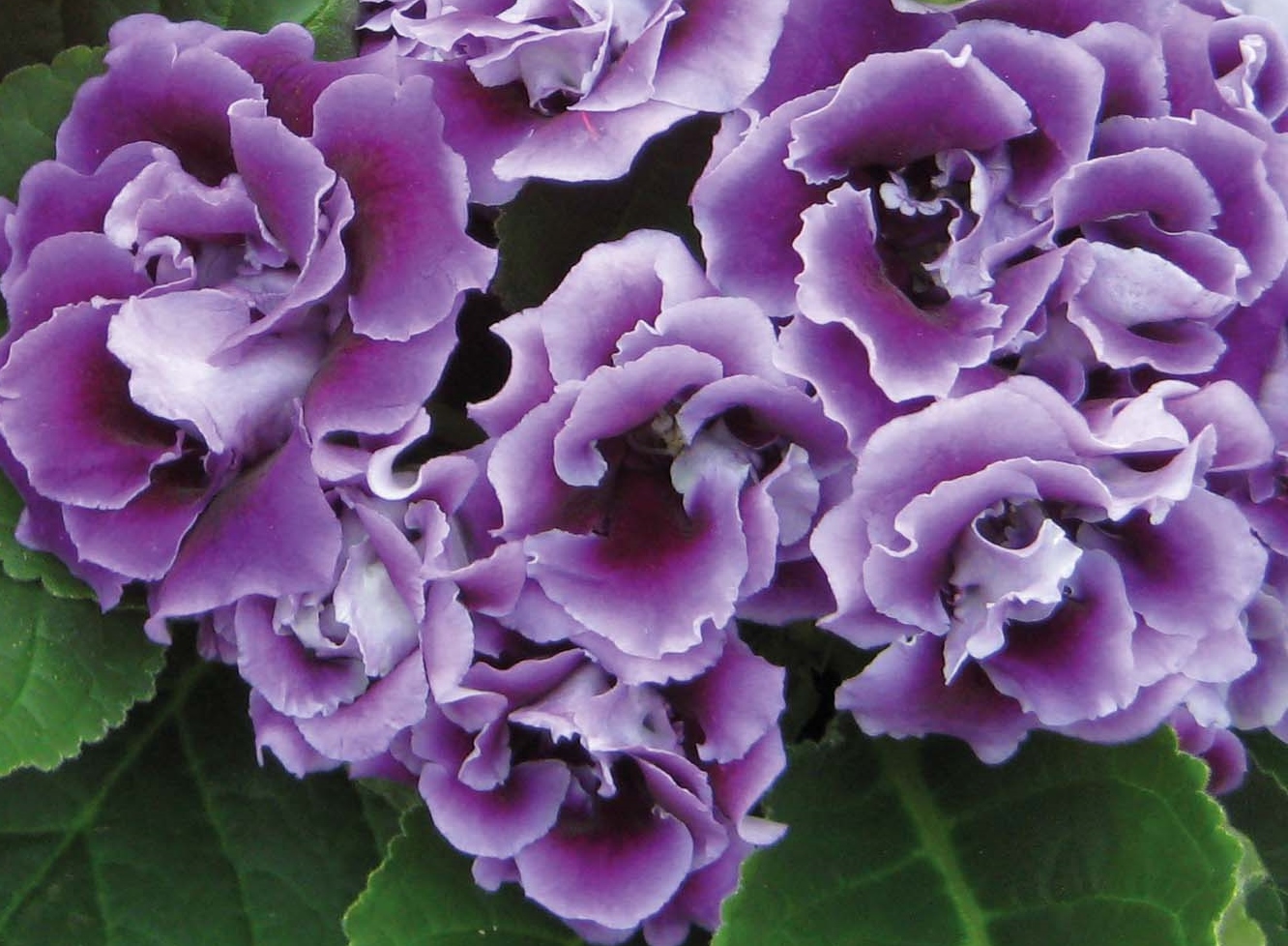 Gloxinia