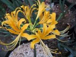 Lycoris Lily Bulbs Groveflora India