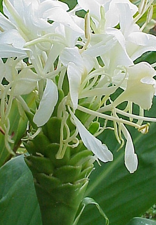 Hedychium Groveflora flower bulbs India