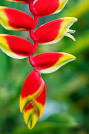 Heliconia Groveflora India
