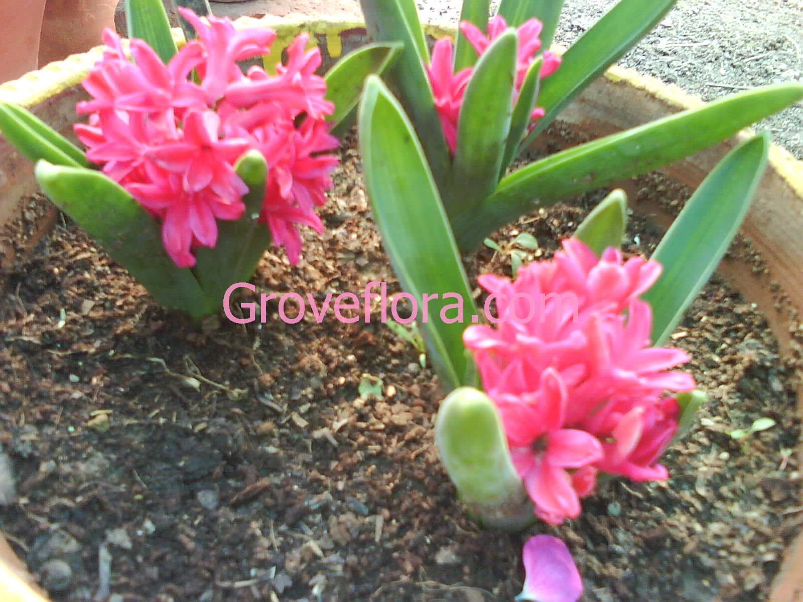 flower seeds Groveflora India