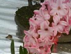 HyacinthFlowerBulb_gardening.jpg