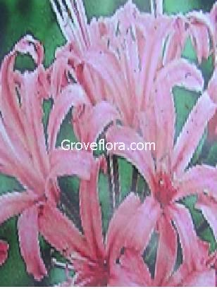 Nerine Lily Bulbs Groveflora India