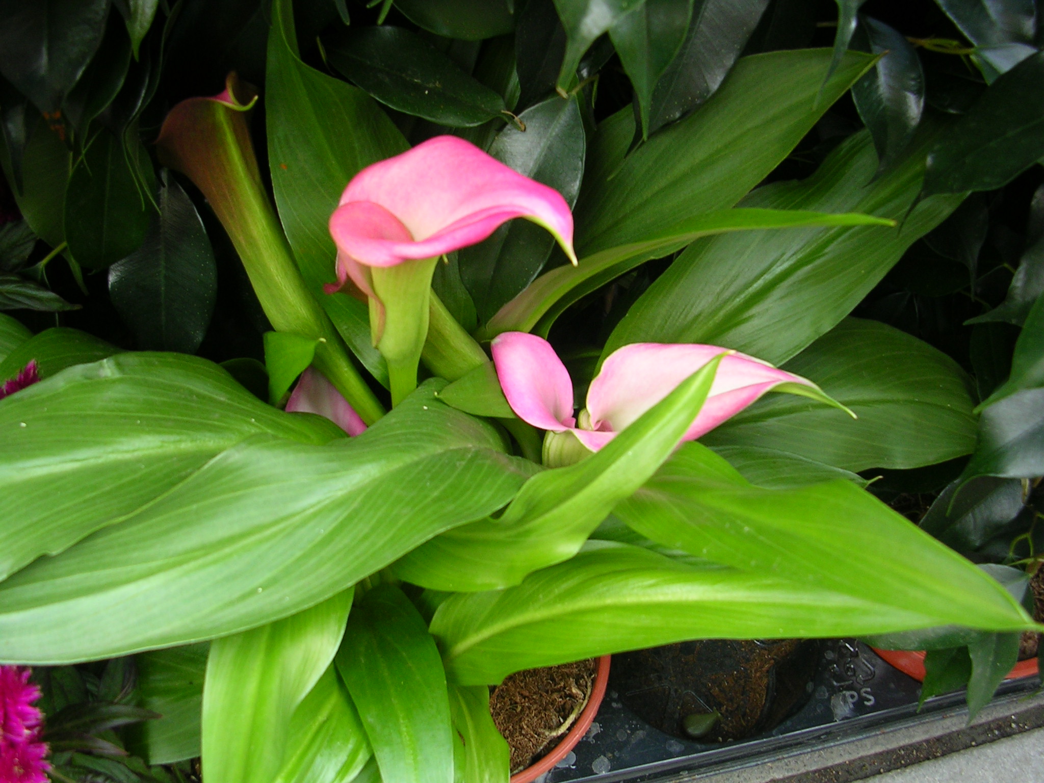 Calla Lily bulbs India