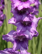 Purple Gladioli flower bulbs India