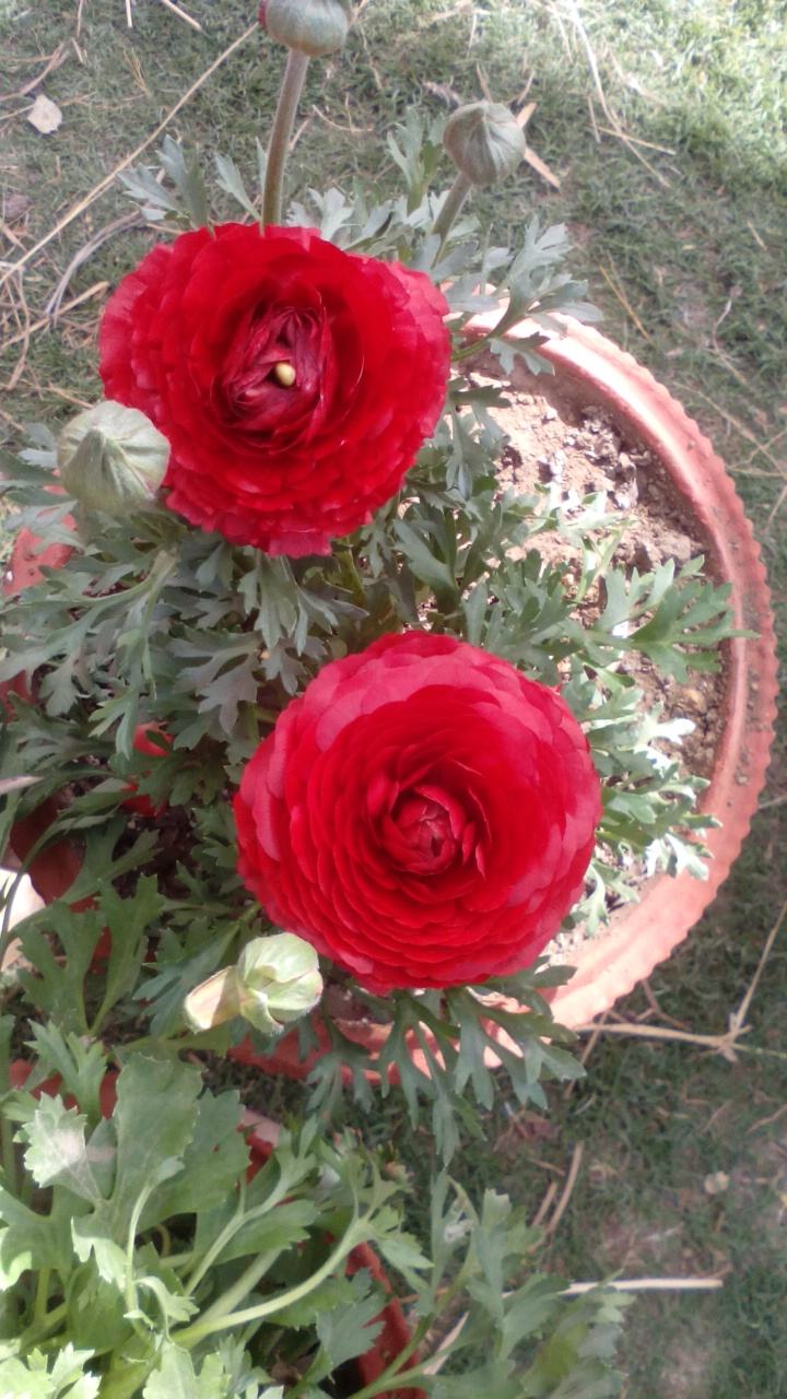 Ranunculus Red Groveflora flower bulbs India