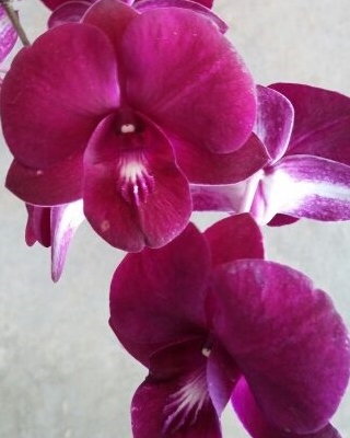 Dendobrium Orchid Plants Groveflora India