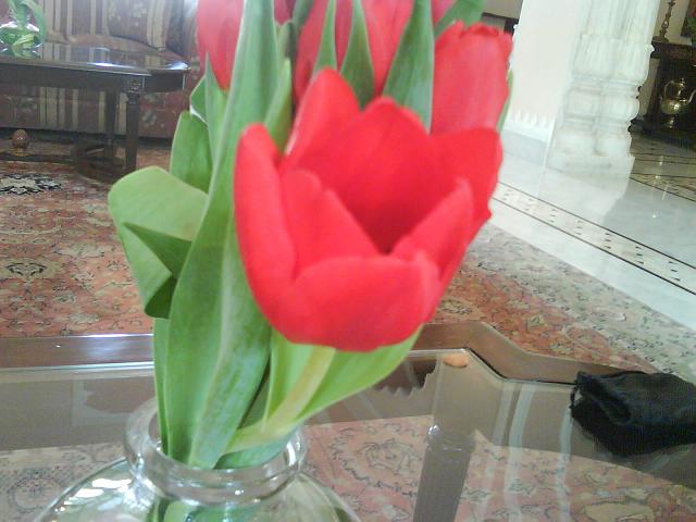 Tulips_India.jpg