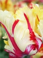 Tulips flower bulbs Groveflora India
