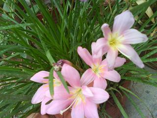 Zephyranthes Rain Lily bulbs India