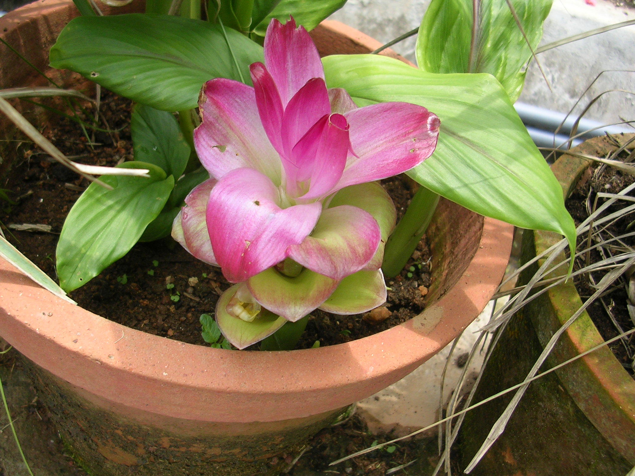 curcuma Flower bulbs India