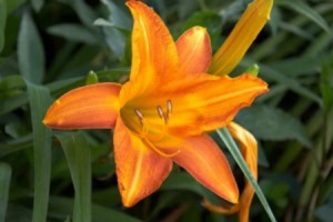 Day Lily bulbs, India