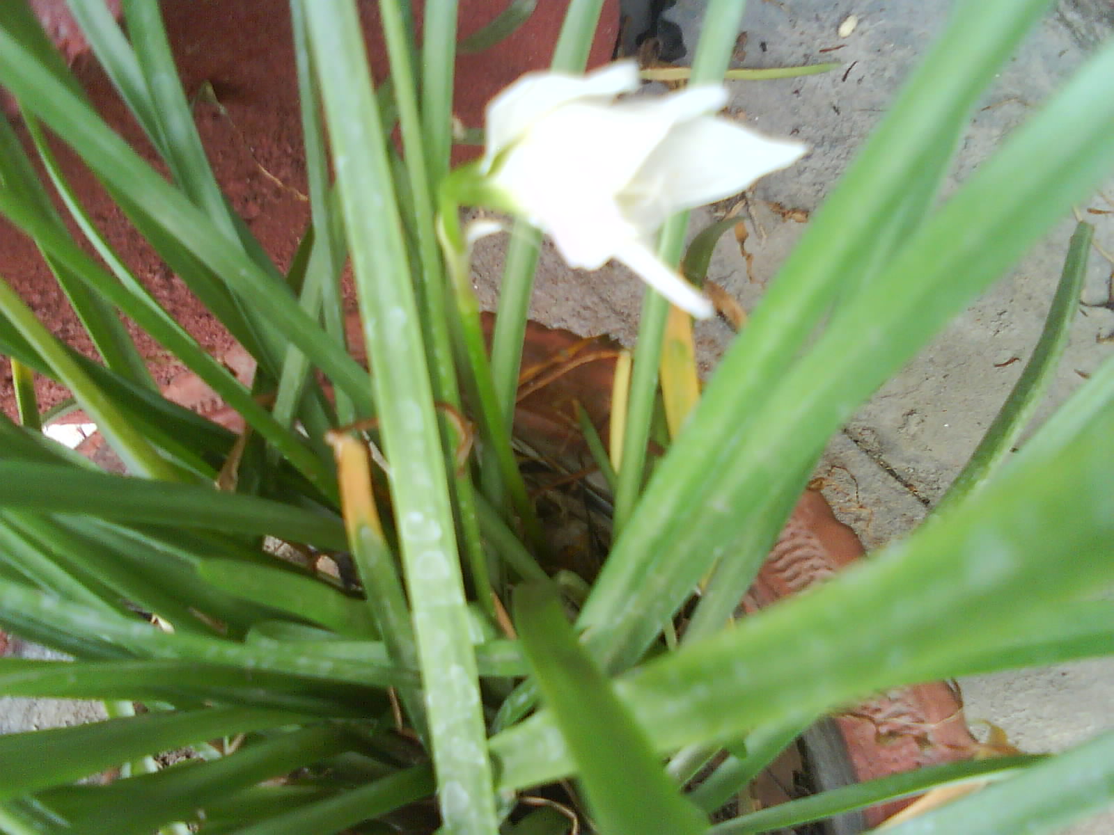 flower bulbs Online India, buy discount flower bulbs, terrace gardening