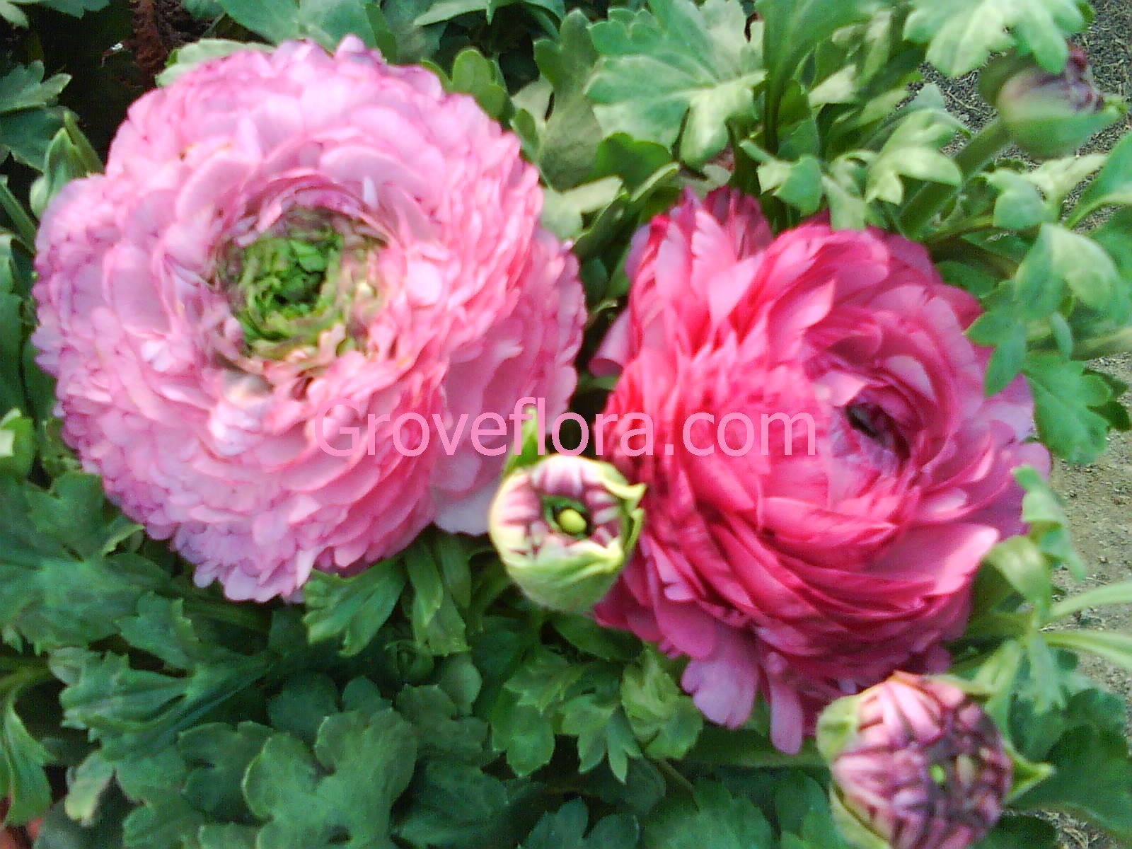 groveflora online gardening supplies india, buy flower bulbs